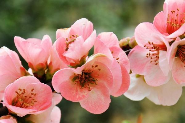 海棠花的开放时间，一般为4-5月份