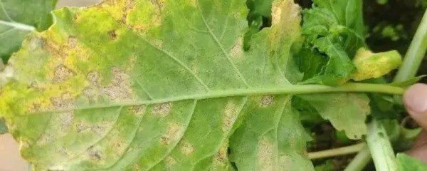 油菜叶斑病防治方法