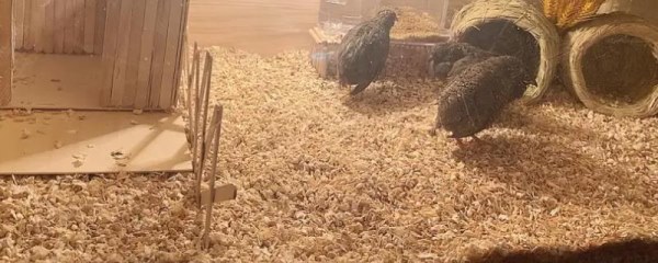 芦丁鸡多大开始下蛋