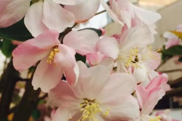 海棠花的开放时间，一般为4-5月份
