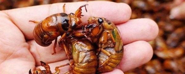 养殖金蝉要投资多少钱，利润如何