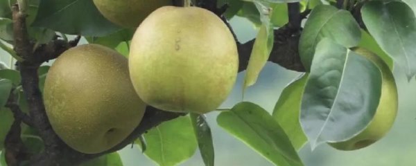 翠冠梨几月份成熟