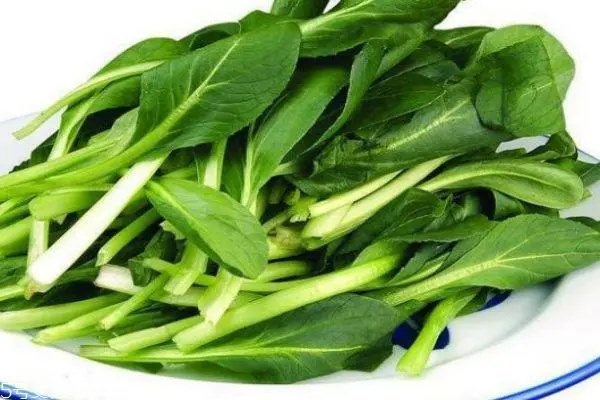 何时种鸡毛菜，种植时间
