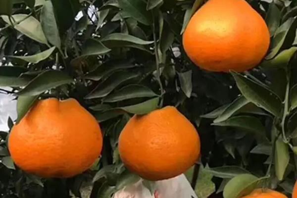 耙耙柑成熟期是几月份