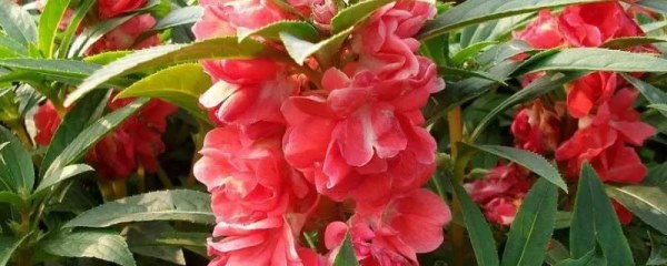 阳台种凤仙花好吗