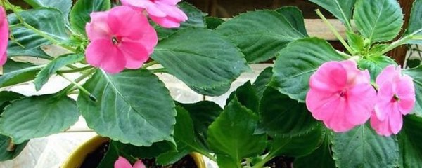 玻璃翠花养殖秘诀，怎么养殖玻璃翠花