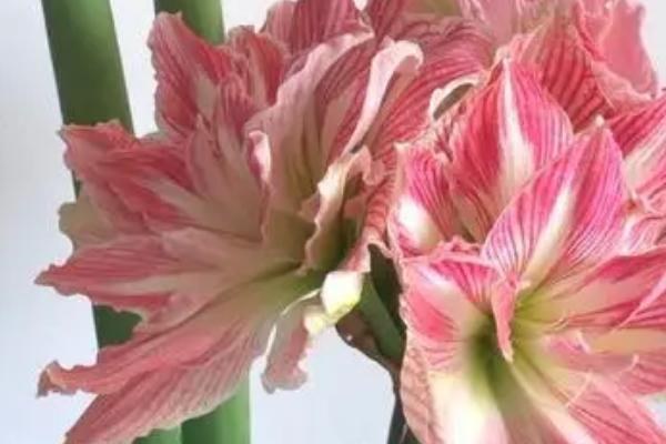 朱顶红的花语，渴望被爱、成双成对均是它的花语