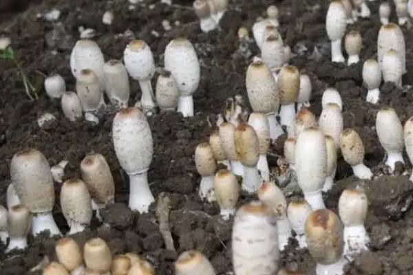 鸡腿菇能不能越冬