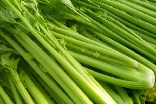 芹菜种植的时间，如何提高产量