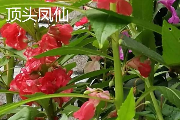 凤仙花品种有哪些，包括顶头凤仙、矮生凤仙、龙爪凤仙等种类