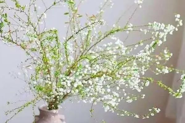雪柳可以养多久