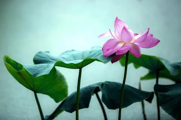 荷花几月栽种最合适，什么时间采摘