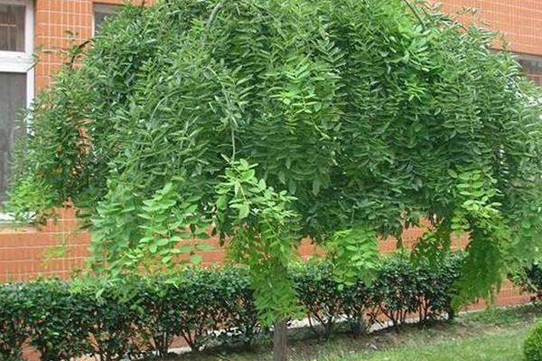 国槐怎么嫁接，芽接苗木要注意截干