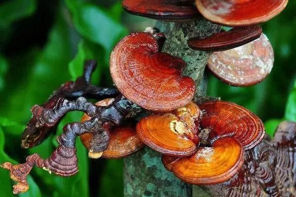 灵芝种植技术，如何实现高产种植