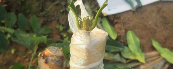 果树秋季接苗剪砧怎么提高成活率，采用分次剪砧的方法更有利于成活
