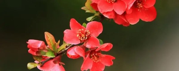 海棠花开花时间，最佳观赏期