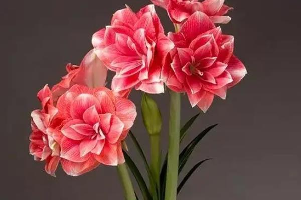 朱顶红适合什么样的花盆