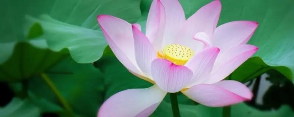 荷花几月栽种最合适，什么时间采摘