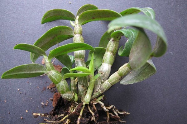 石斛家庭种植方法，