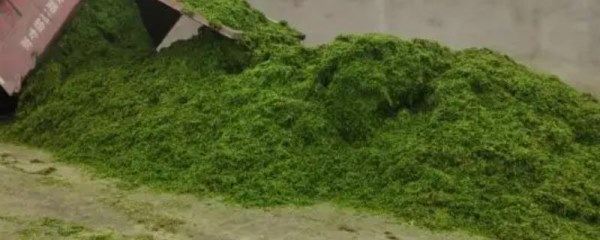 玉米秸秆青贮技术