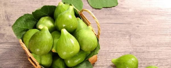 无花果的树苗，如何种植并照顾它们