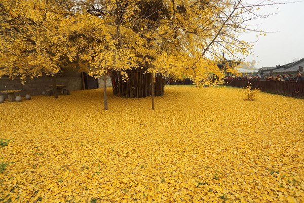 银杏树的花期是什么时候，有什么特殊意义