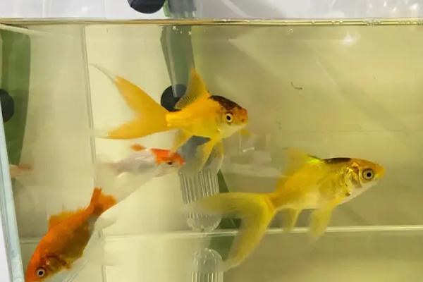 鱼缸水发黄怎么解决，最直接的方法就是换水