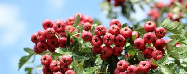 山楂几月份成熟，山楂种植的季节