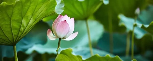 超市买的藕能种出荷花吗，如何在家里种出美丽的荷花