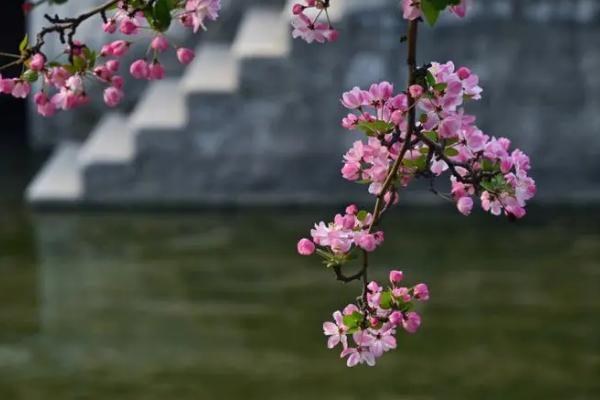 海棠花的花语，游子思乡、离愁别绪均为它的花语