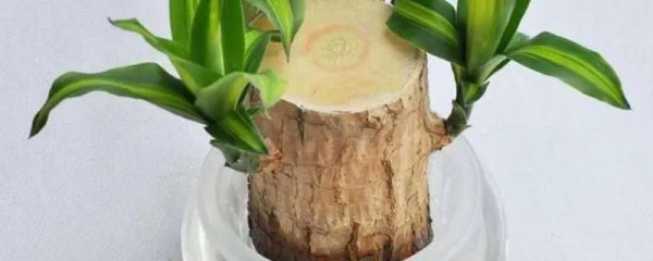 巴西木的正确养法，适合在温度范围15°C到25°C之间生长