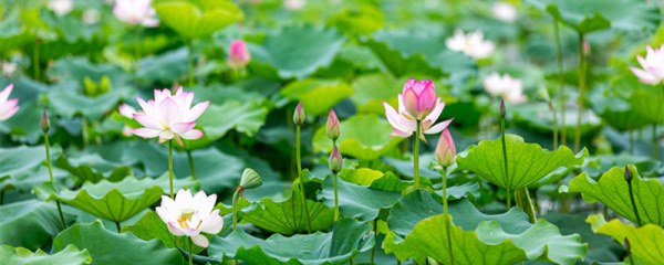 荷花有莲子吗，是怎么播种子的