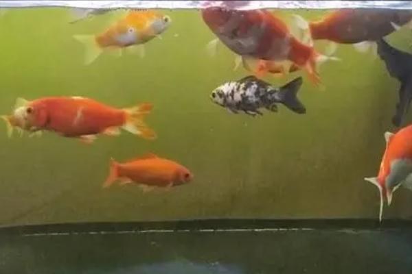 鱼缸一晚上不打氧鱼会死吗，鱼数量不多的话一般不会死