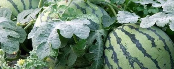 西瓜种植方法，如何让你的西瓜健康成长