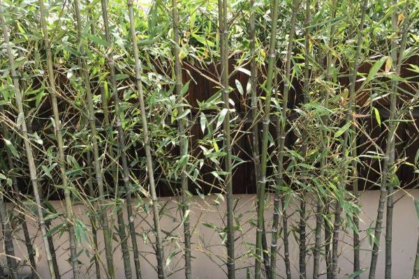 竹子什么季节种植最好