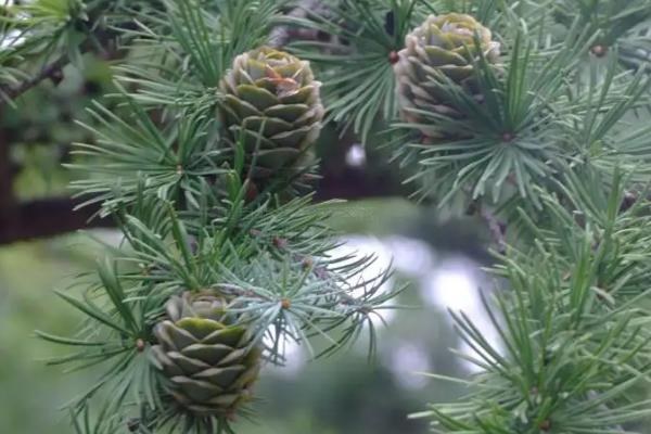 裸子植物有花和果实吗