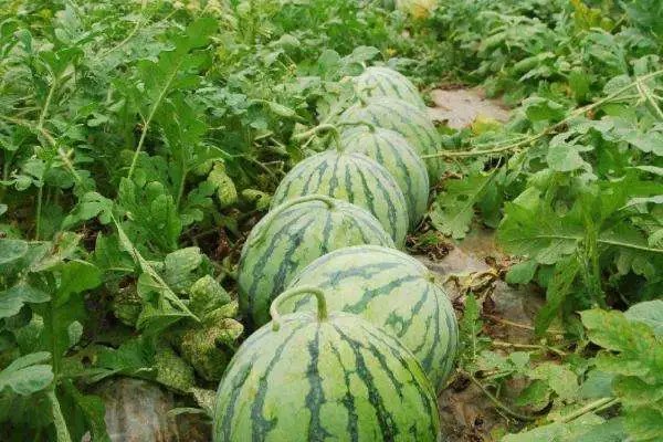 西瓜种植方法，如何让你的西瓜健康成长