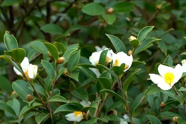 油茶树苗有什么品种，油茶树苗如何选择
