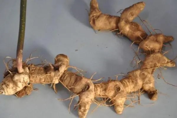 种植黄精需要多少成本，种植前景好吗