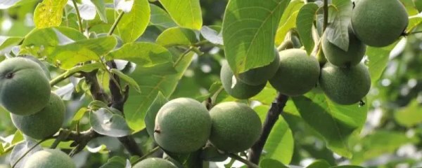 核桃树什么时候种植最合适，适宜种植时间是在每年3月中旬至4月中旬