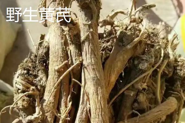 黄芪种植和管理方法