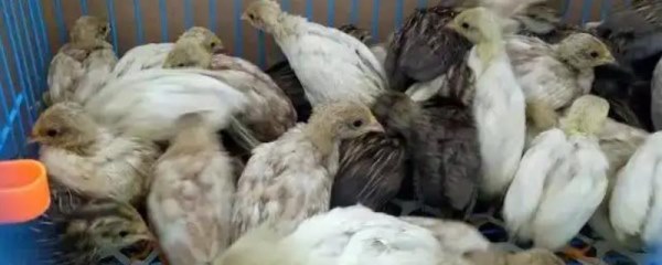 芦丁鸡下蛋前有什么征兆