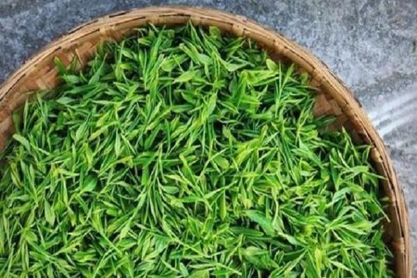 十堰的茶叶属于什么茶，了解十堰茶叶的品种和特点