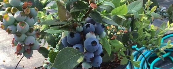 蓝莓可以在家里种吗，可以在家种且比较简单