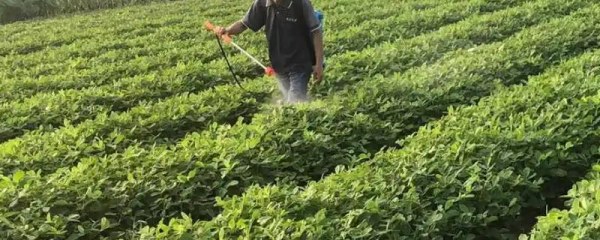 氟醚灭草松防除哪些杂草，有苘麻、鸭跖草、苣荬菜等