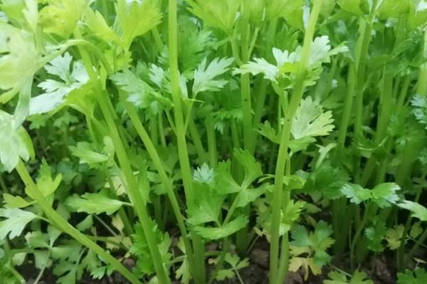 露天芹菜几月份种植