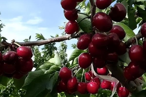 车厘子适合什么时候种植，开春发芽前和秋天白露过后都适合