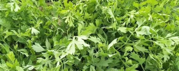 防风种植技术，亩产收益