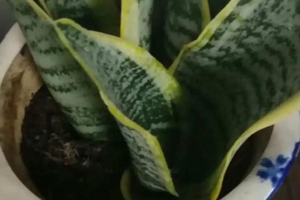 虎皮兰的繁殖方法，可分株可扦插