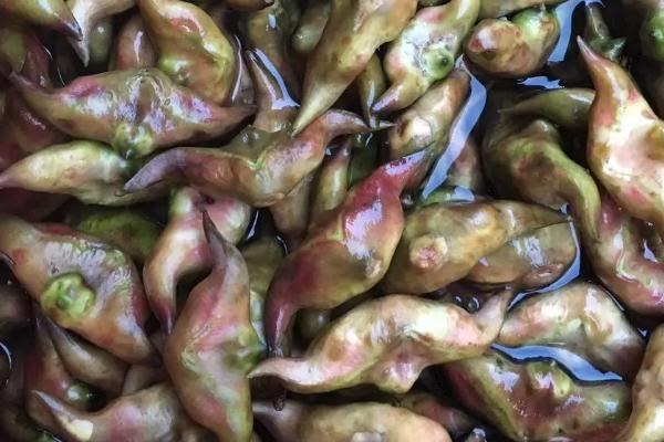 老菱角煮熟后如何轻松剥壳
